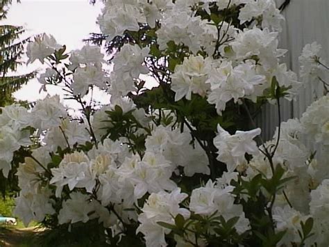 Knap Hill Exbury Azaleas, How to Grow and Care for Deciduous, Hybrid Azalea Plants - Garden ...