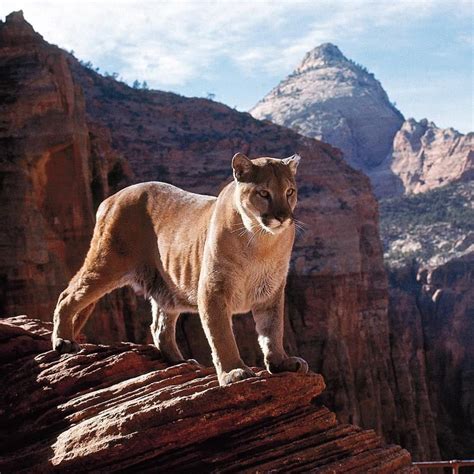 Wildlife In Zion National Park - HooDoo Wallpaper