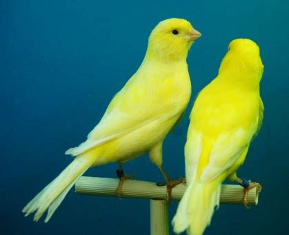 Free Images : wing, green, beak, yellow, fauna, lovebird, vertebrate, parrot, finch, aviary ...
