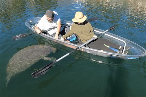 Where to See the Manatees – Kayaking Three Sisters Springs