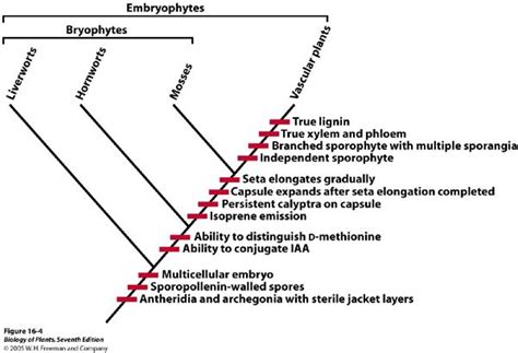 Embryophyte - Alchetron, The Free Social Encyclopedia