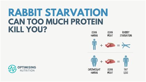 Can Eating Too Much Protein Kill You? The Truth About Rabbit Starvation | Optimising Nutrition