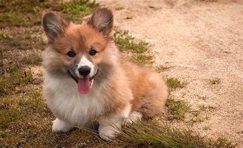 19 Corgi Mixes That Will Make You Audibly "Aww" With Adoration!