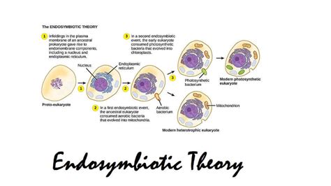 Endosymbiotic Theory Diagram