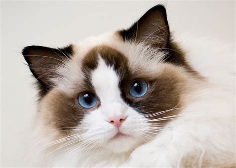 Ragdoll Cats Personality