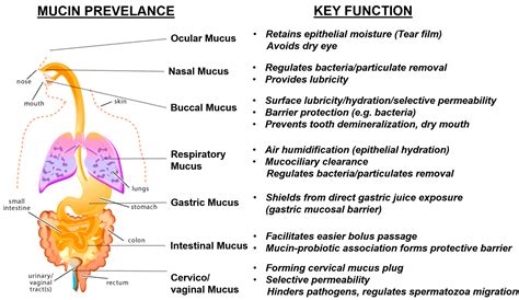 How To Remove Mucoid Plaque Naturally - technohealthinfo