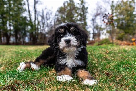 The Bernedoodle: A Complete Guide, From Puppy To Fully Grown