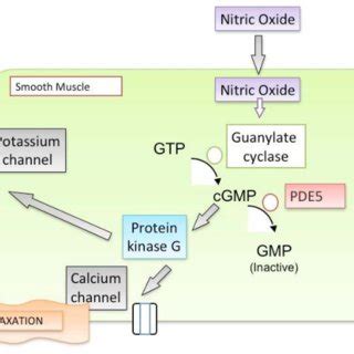 The mechanism of action for PDE5. | Download Scientific Diagram