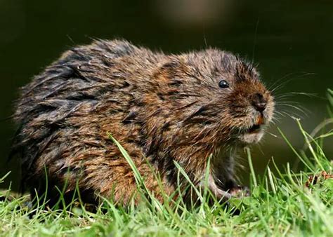 European Water Vole - It's Nature