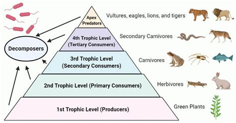 a pyramid with different types of animals and plants on it, labeled in the following words