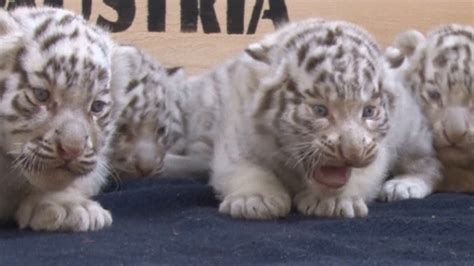 Rare White Tiger Cubs Make Their Public Debut