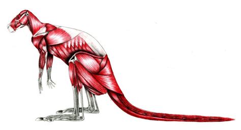 Kangaroo Overlay Muscle | Kangaroo, Animal drawings, Anatomy for artists