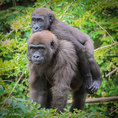 Phase One of Gorilla World Expansion is Almost Complete at the Cincinnati Zoo - Cincinnati Zoo ...