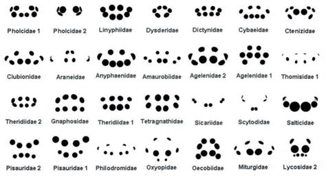 The various types of spider eye arrangements : r/sciences