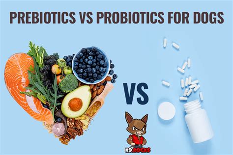 Prebiotics vs Probiotics for Dogs - K9 Rocks