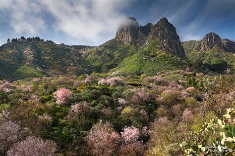 Almond trees blooming | Gran Canaria | Spain | Europe | Synnatschke Photography