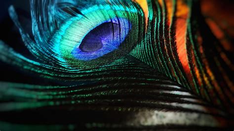 Peacock Feathers posted by Sarah Thompson, flute and peacock feather HD ...