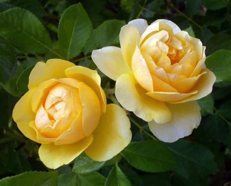 Yellow Roses Free Stock Photo - Public Domain Pictures