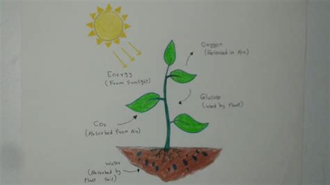 How To Draw Photosynthesis | Science Drawing For Kids - YouTube