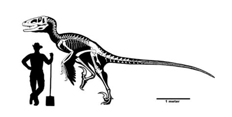 Move over Velociraptor, there’s a bigger, badder raptor in town! | Fossils | Earth Touch News