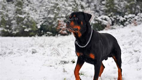 Are Rottweilers Aggressive? [2022 Definitive Guide]