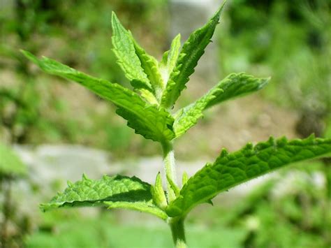 Spearmint | WikiGardener | Fandom