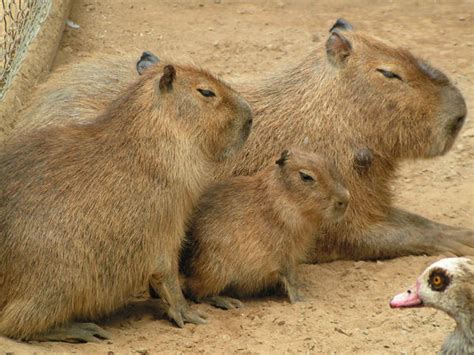 capybara family by TamagoTomodachi on DeviantArt