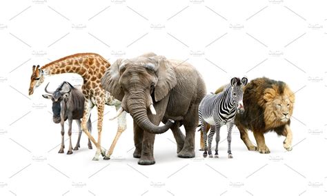 African savannah animals | Animal Stock Photos ~ Creative Market