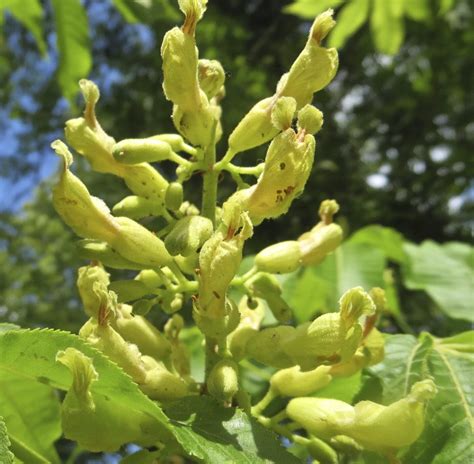 Yellow Buckeye - Tree Guide UK - Yellow Buckeye tree identification