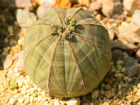 Euphorbia Obesa Care - Tips For Growing A Baseball Plant