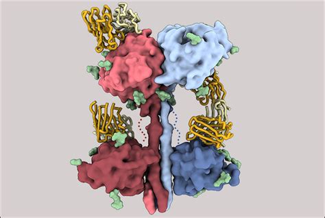 Henipavirus glycoprotein structure guides therapy, vaccine - UW ...