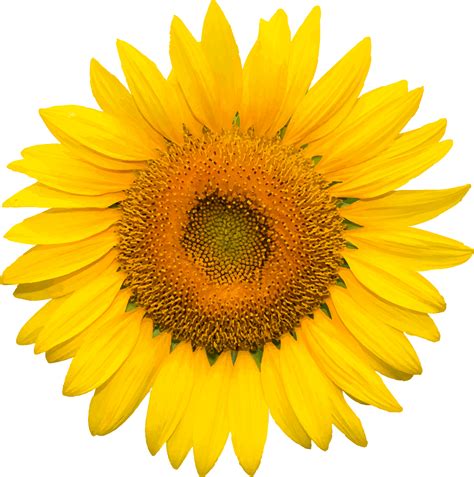 Sunflower With Transparent Background