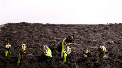 Timelapse Stock Footage Video - Plant Growth Time Lapse Germinating ...