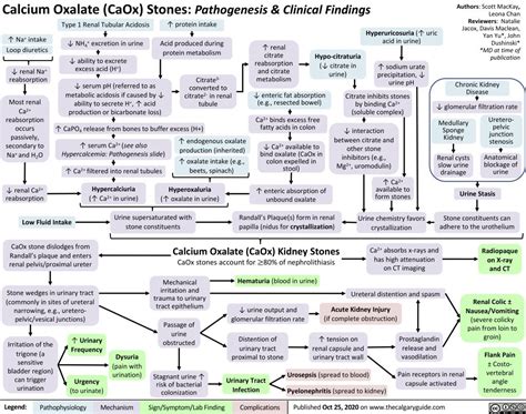 Calcium Oxalate Kidney Stones | Calgary Guide