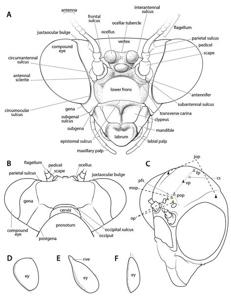 Manual of praying mantis morphology, nomenclature, and practices ...