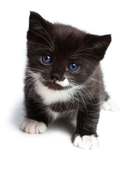 Kitty blue eyes. | Cute animals, Kittens, Kittens cutest