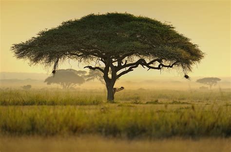 28 Species of Acacia Trees and Shrubs