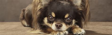 Explore Long Haired Dog & Puppy Breeds | Petfinder