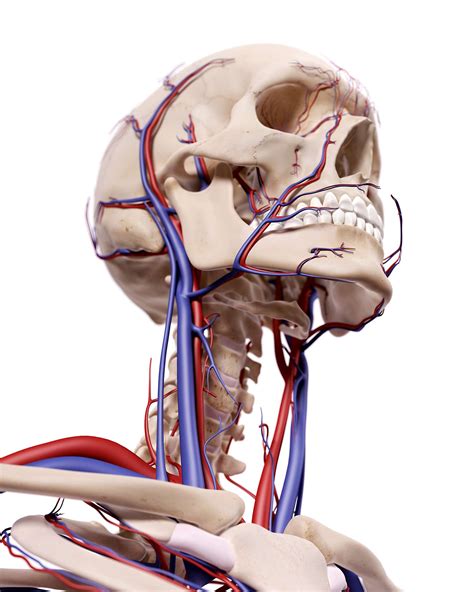 So sollte die Diagnostik der Carotisstenose ablaufen | medonline