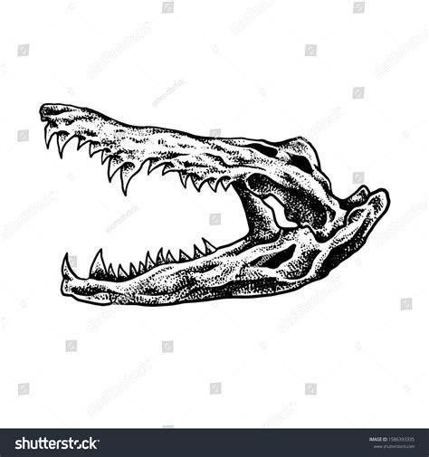 1,035 Crocodile skull Images, Stock Photos & Vectors | Shutterstock