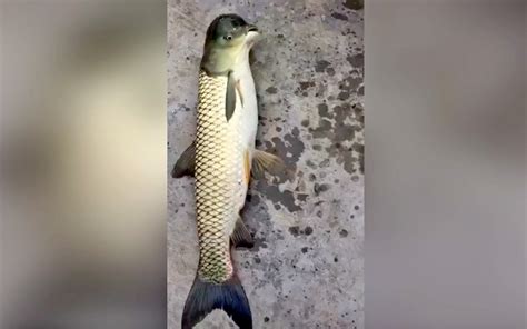 What's Up with This 'Half-Fish, Half-Bird' in China? | Live Science