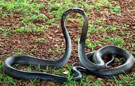 Indian King Cobra Snake Wallpaper (50+ images)