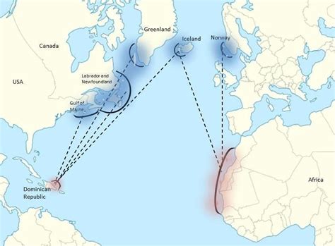 Migration patterns of humpback whales in the North Atlantic Ocean ...