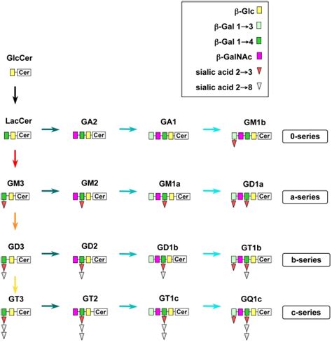 Sequential addition of sialic acid residues to lactosylceramide ...