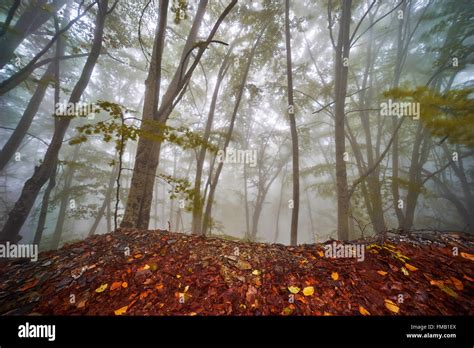 Spooky Foggy Forest with Beautiful Autumn Colors Stock Photo - Alamy