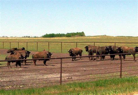 AB09f034 Bison Farm, Alberta 2009 | Bison farm on Range Road… | Flickr