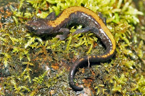 Coeur d'Alene Salamander - Plethodon idahoensis