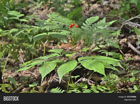 Ginseng (panax Ginseng Image & Photo (Free Trial) | Bigstock