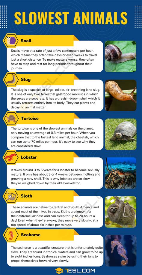 Slowest Animals Names in English • 7ESL