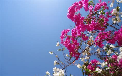 Stunning Bougainvillea: HD Wallpaper of Pink Blooms in Nature